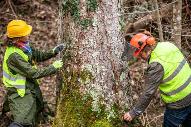 How Our Tree Care Process Works  in  Monrovia, IN